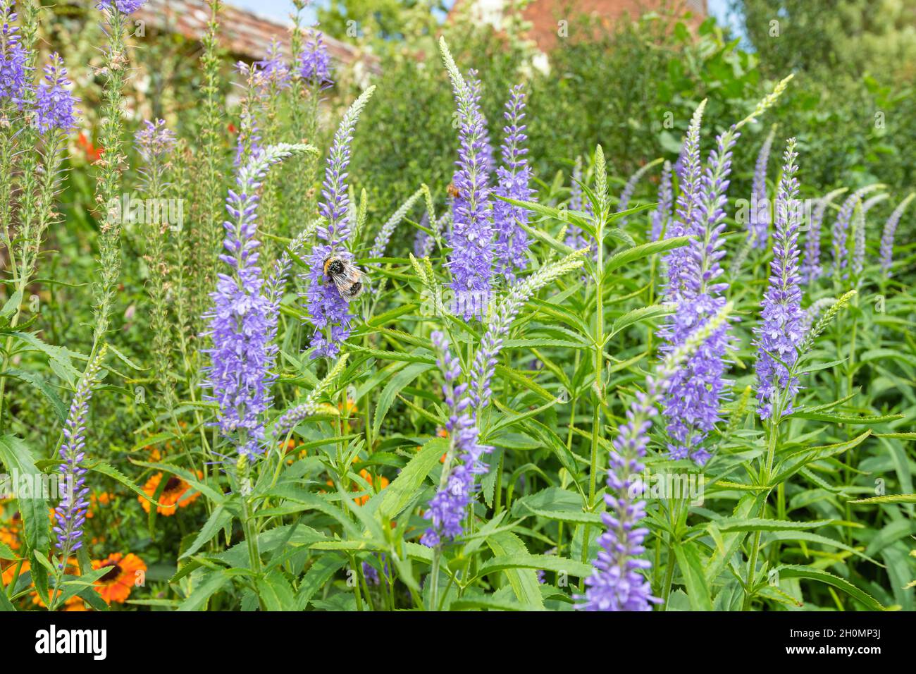 Close up of garden speedwell (veronica longifolia) flowers in bloom