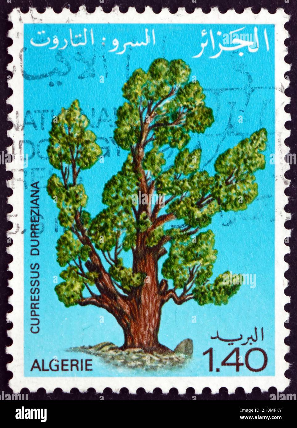 ALGERIA - CIRCA 1981: a stamp printed in Algeria shows Saharan cypress tree, cupressus dupreziana, is a very rare coniferous tree, circa 1981 Stock Photo