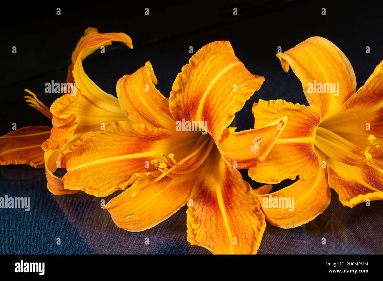 Orange lilies are lying on the table with a reflection.Beautiful flowers on a black background Stock Photo