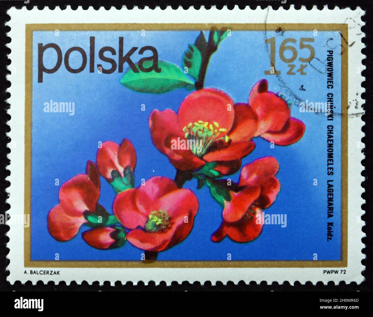 POLAND - CIRCA 1972: a stamp printed in Poland shows Chinese Quince, Pseudocydonia Sinensis, Semi-evergreen Tree, circa 1972 Stock Photo