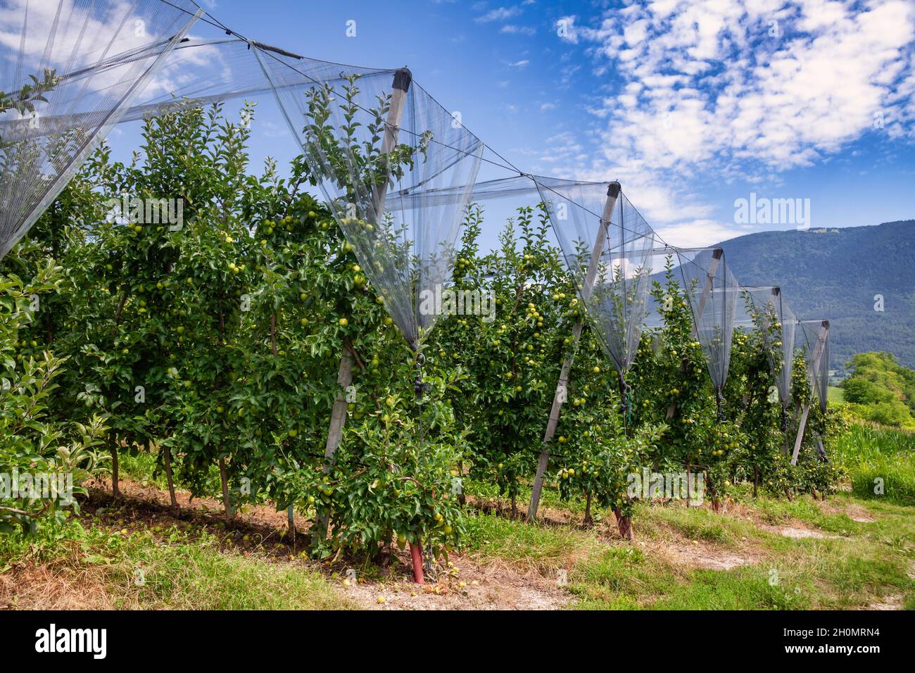 Rows of apple trees with rippening green apples in orchard at South Tyrol, Northern Italy Stock Photo