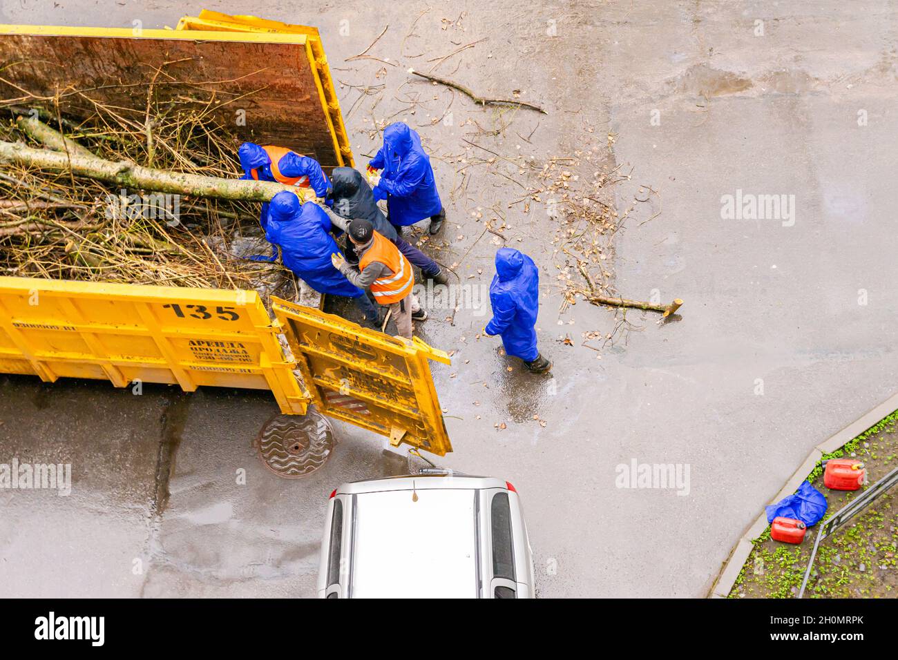 Workers in blue raincoats load freshly cut poplar tree in the truck's ...