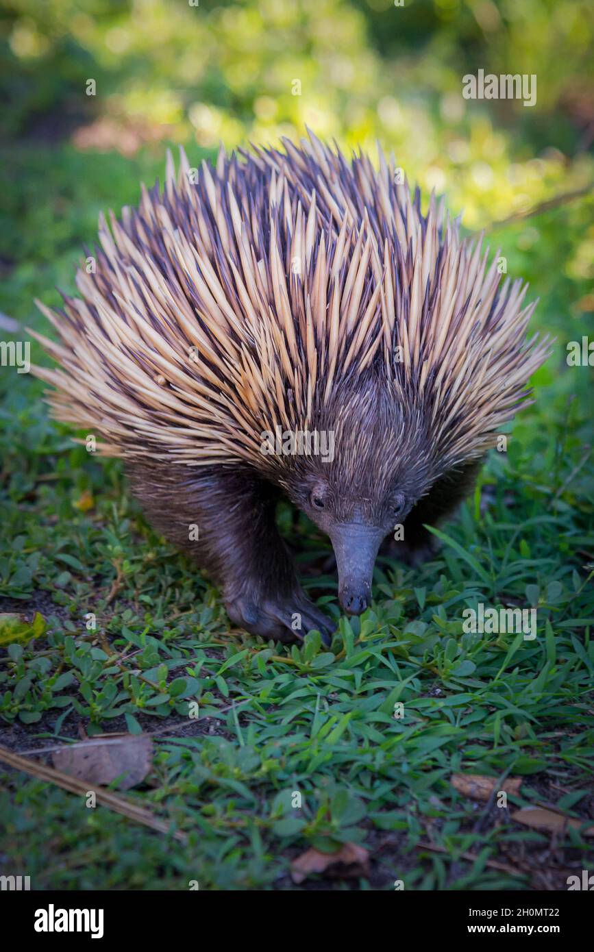 Echidna walking on grass Stock Photo