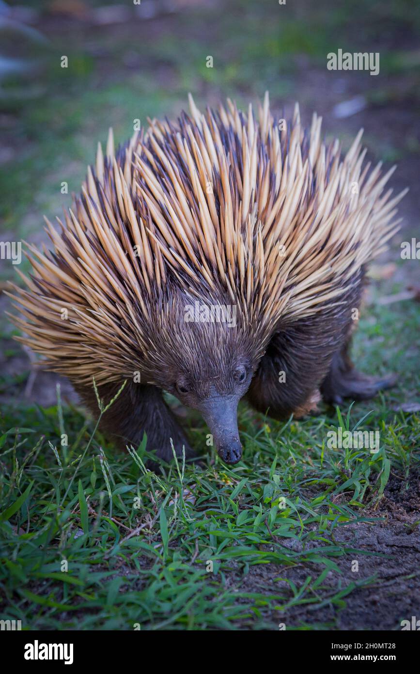 Echidna walking on grass Stock Photo