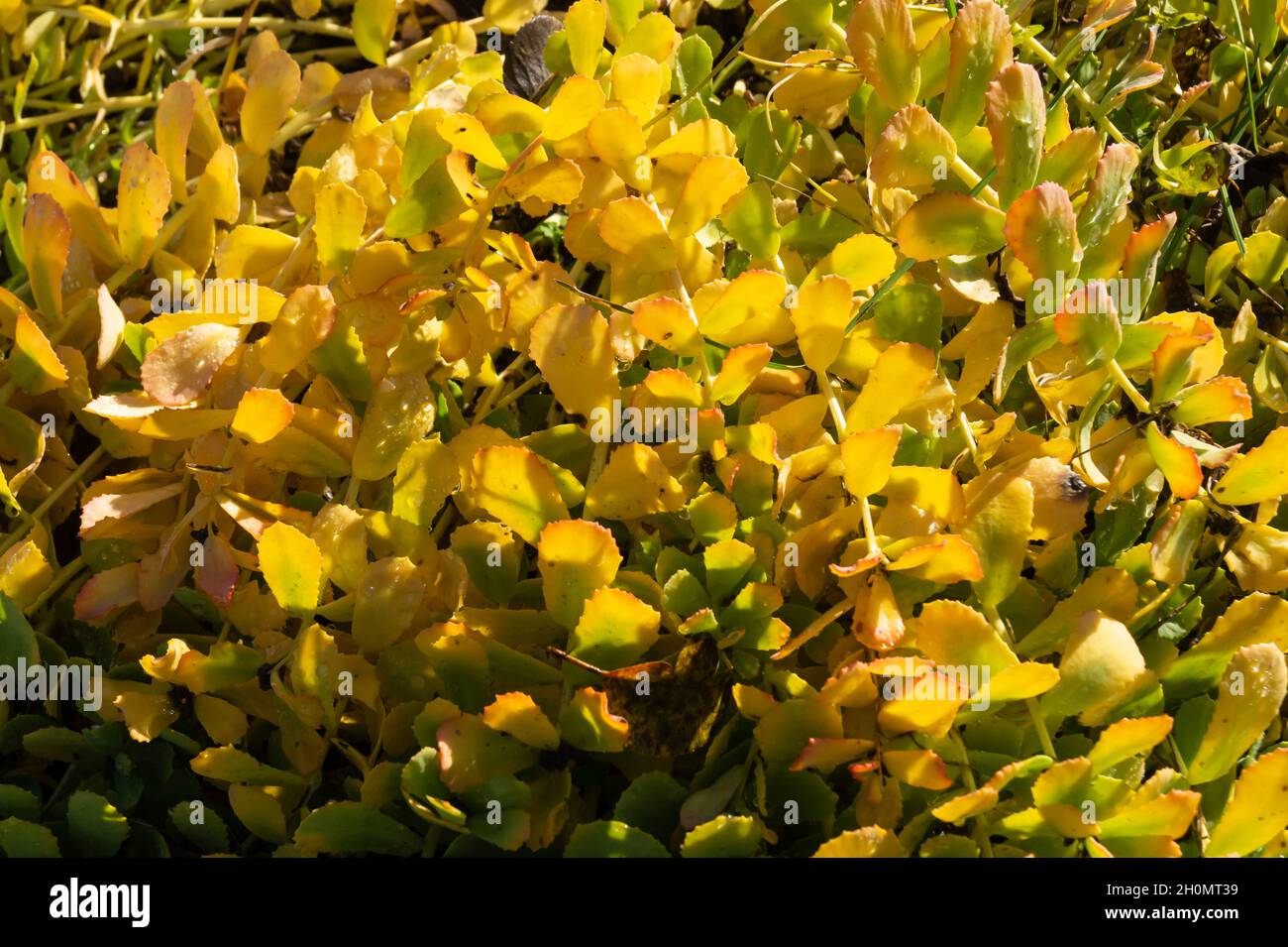 The flower of Rhodiola rosea. Beautiful autumn background on a sunny day Stock Photo