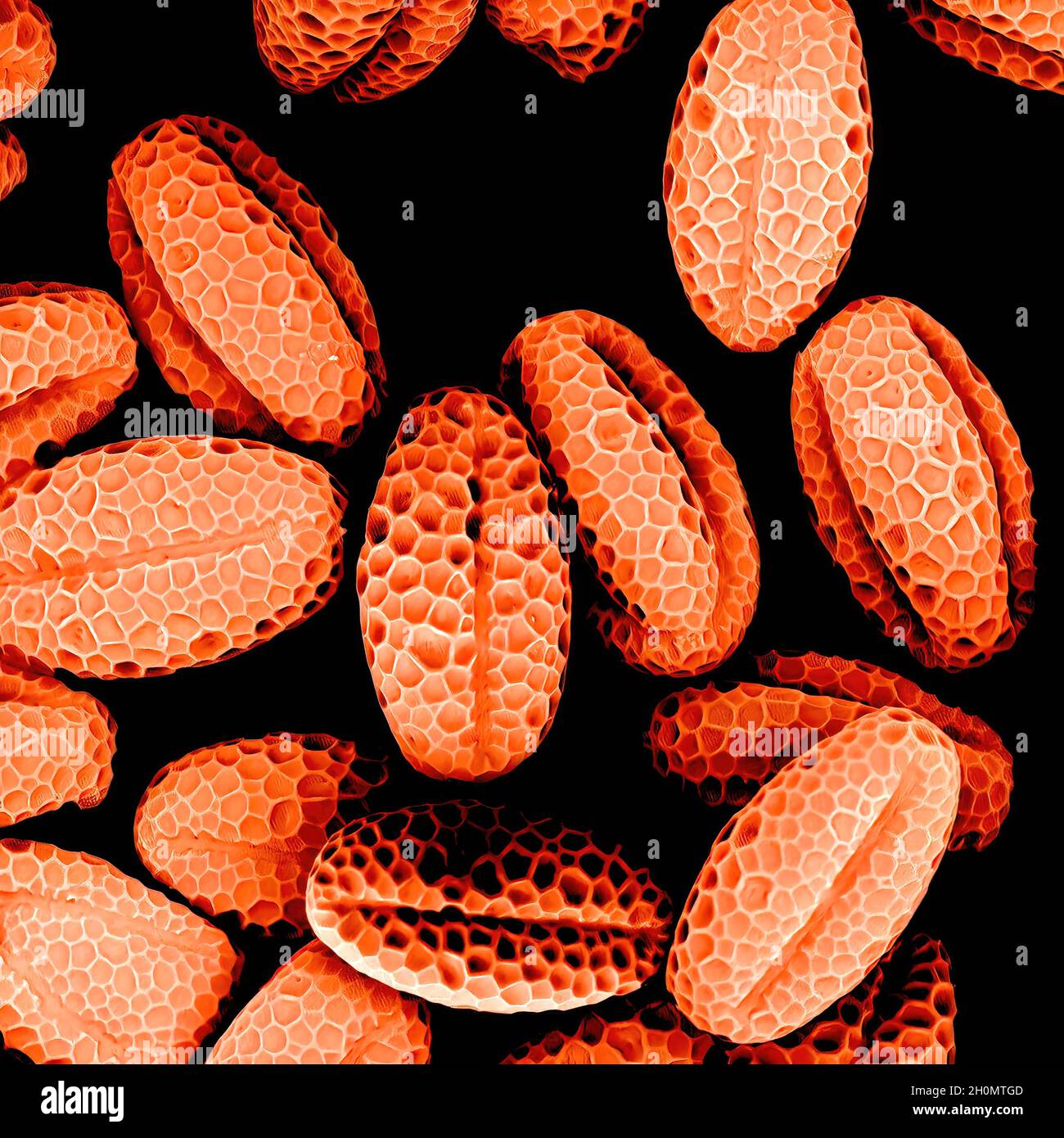 Bundle of chives pollen observed in a scanning electron microscope Stock Photo
