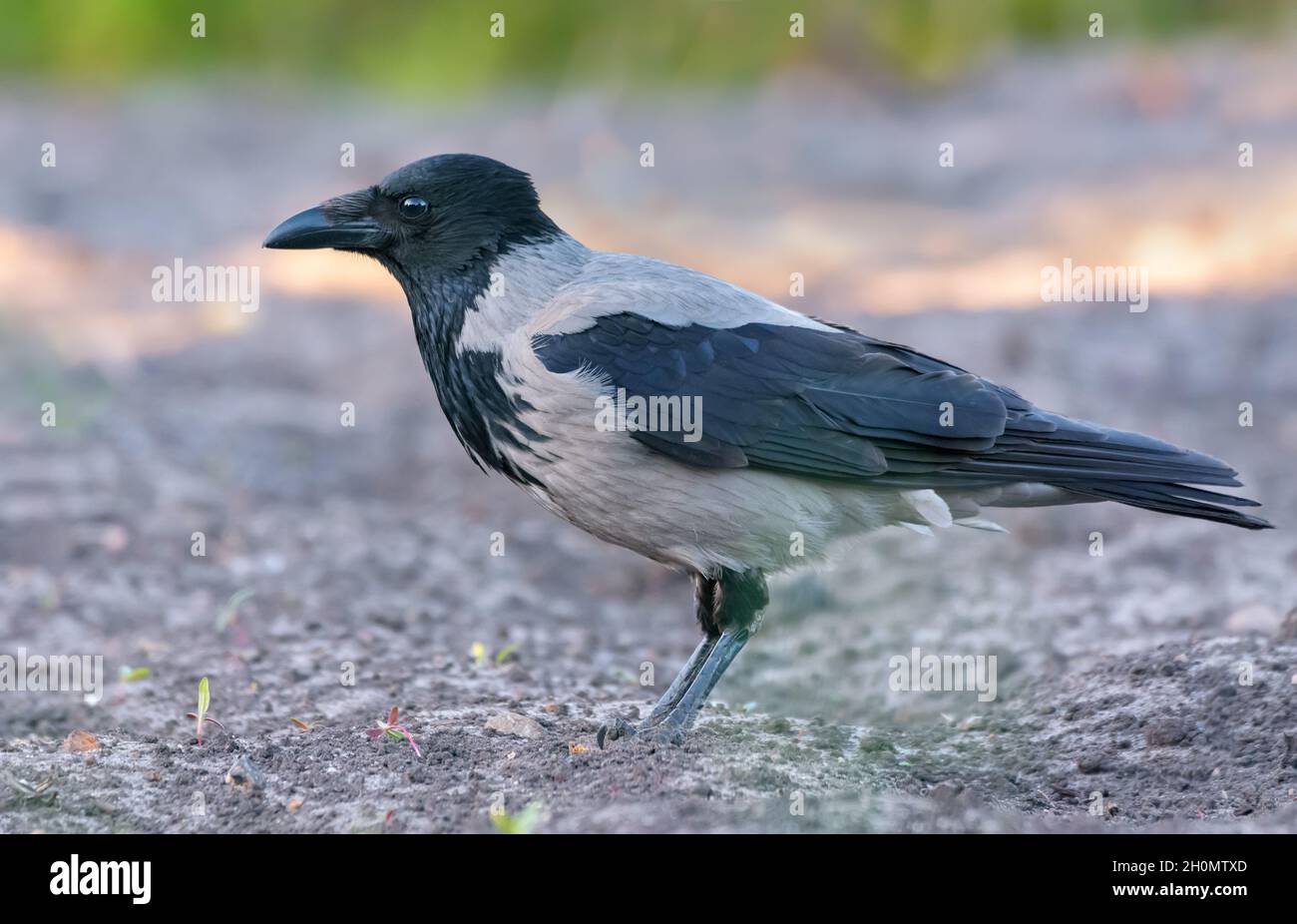 Adult hooded crow (Corvus cornix) stands on soil ground in spring morning Stock Photo