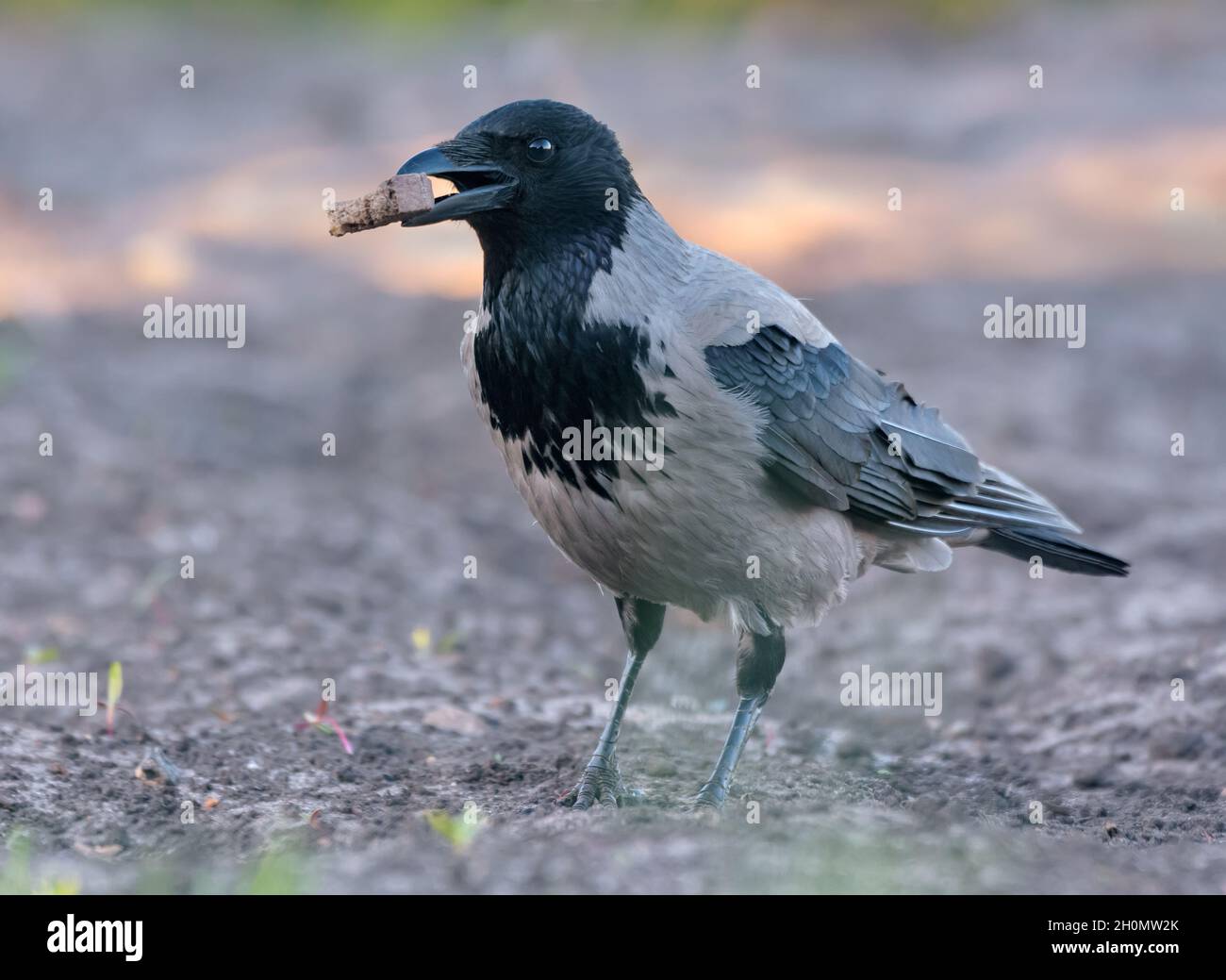 Hooded crow (Corvus cornix) posing on the ground with a piece of bread food in the beak Stock Photo