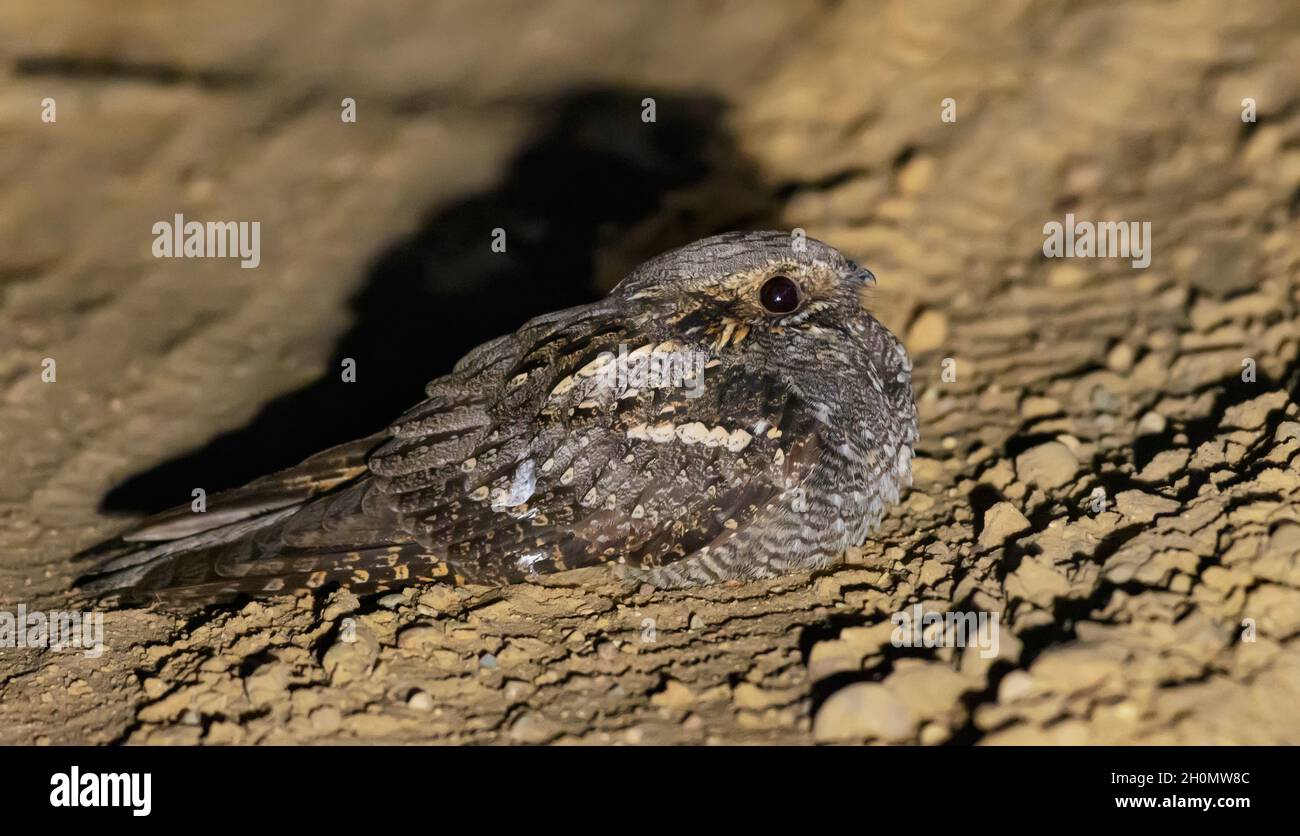 Brave European nightjar (Caprimulgus europaeus) sits and rests on forest road at spring night Stock Photo