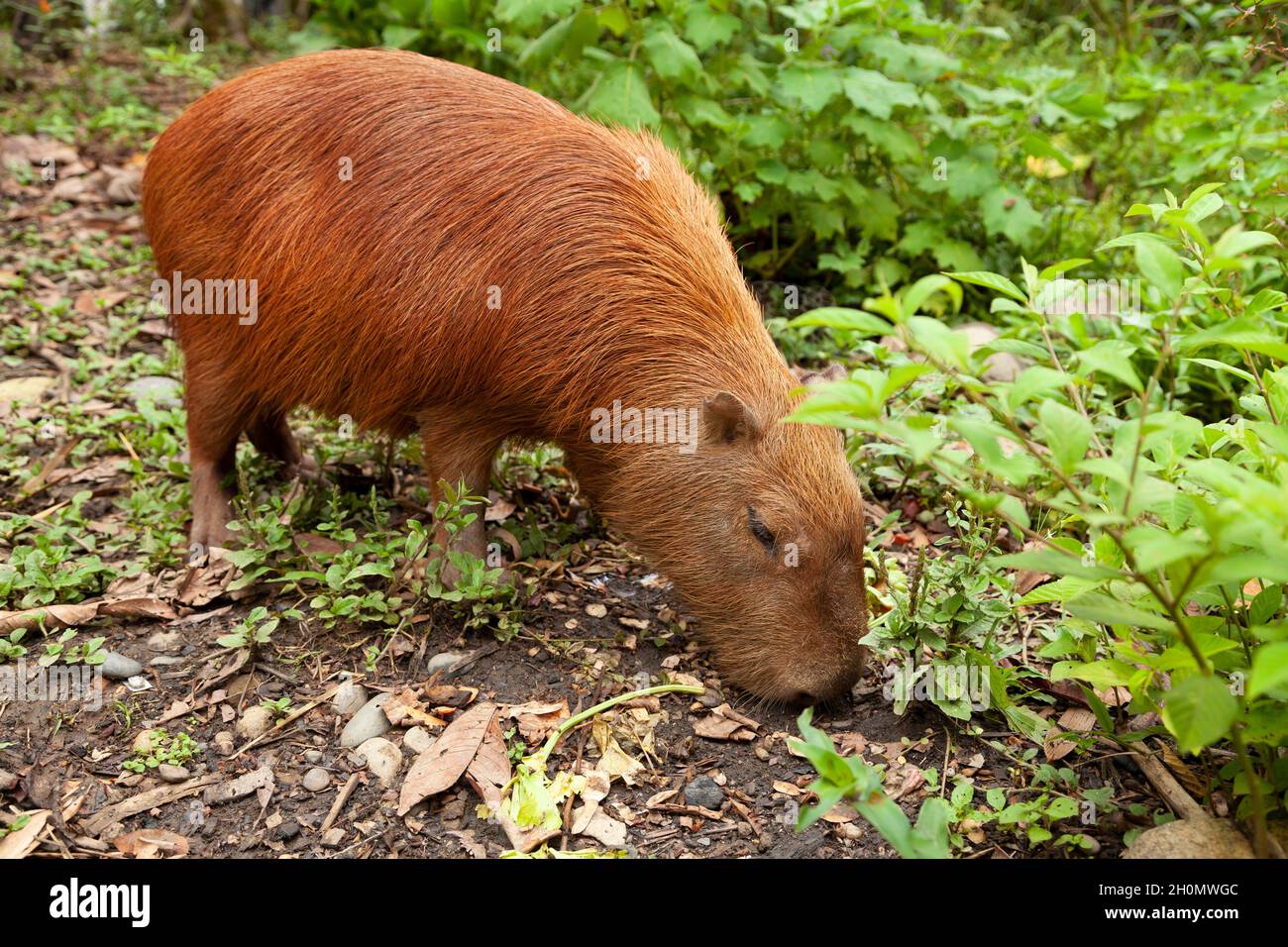 Specimen of Hydrochoerus hydrochaeris, or Capybara, a big rodent, in the Amazon rainforest, at the Dos Loritos wildlife rescue center, Peru Stock Photo