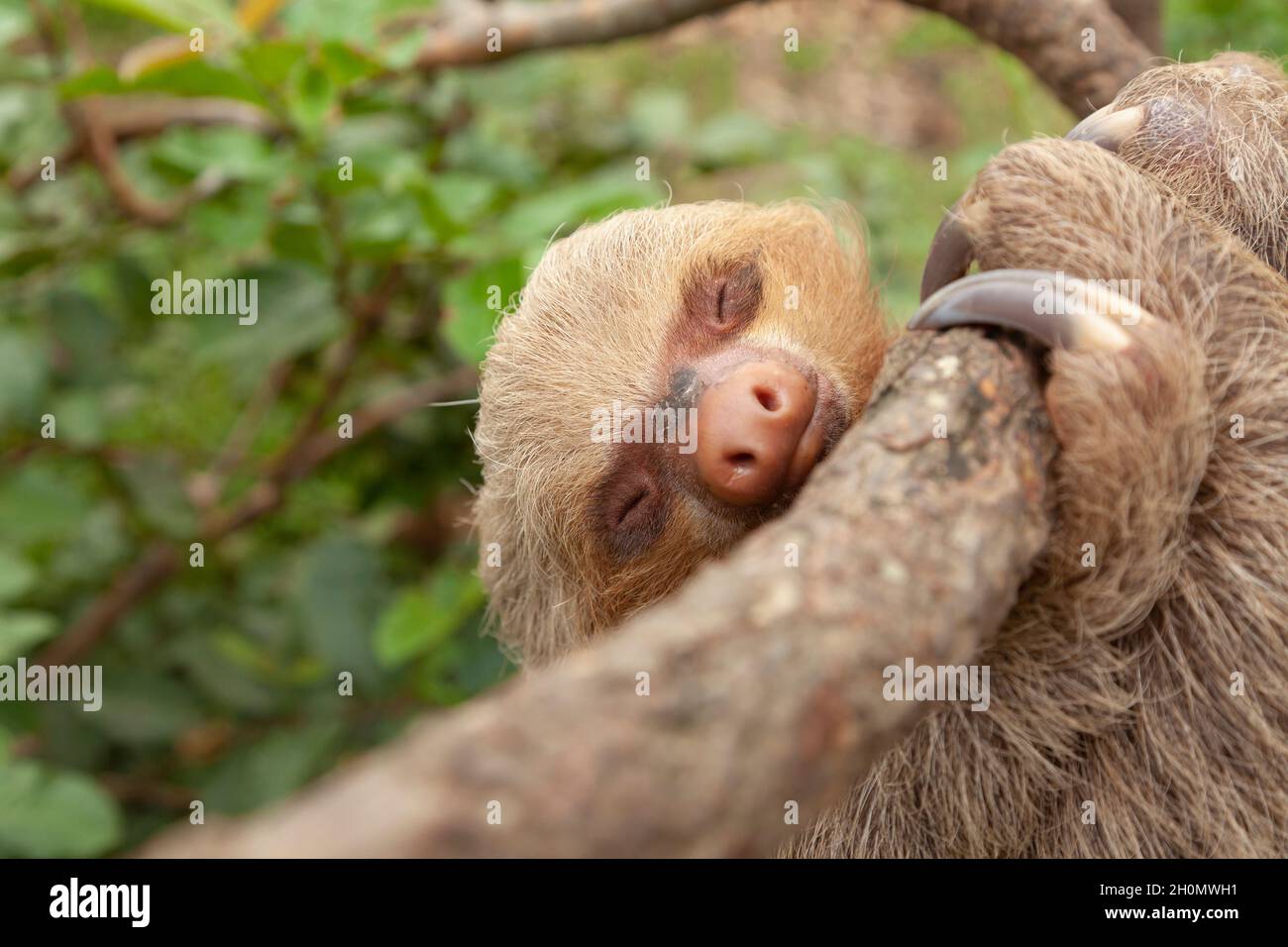 Specimen of Hoffmann's two-toed sloth, or Choloepus hoffmanni, clinging to a branch, asleep, in the Amazon rainforest, at the Dos Loritos wildlife res Stock Photo