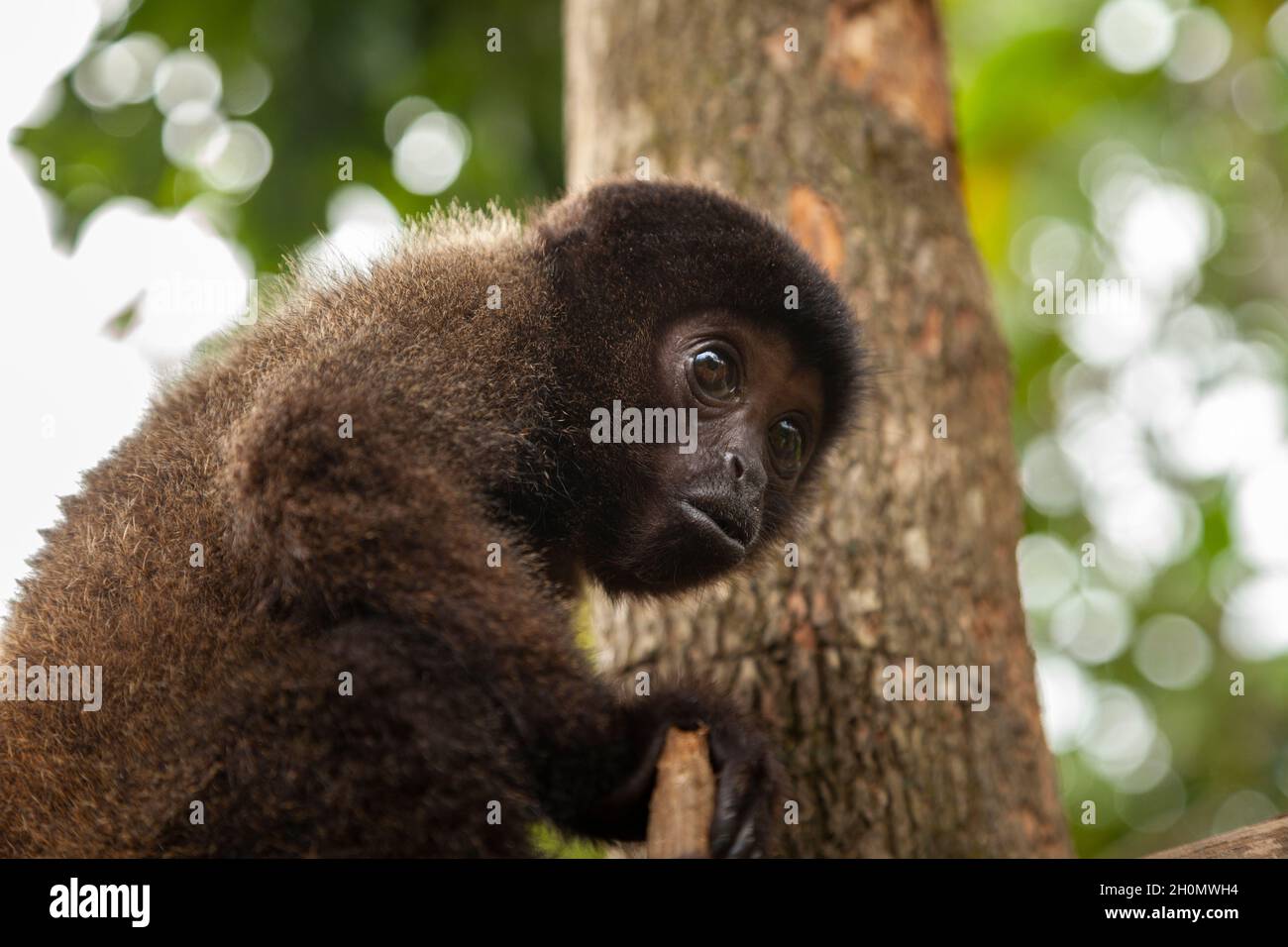 A small baby monkey, specimen of the species Oreonax flavicauda, or yellow-tailed woolly monkey, endemic to Peru, and the Amazon rainforest of the A Stock Photo