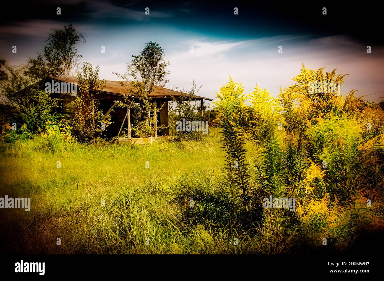 Goldenrod (Solidago) grows wild in front of an abandoned house, Oct. 9, 2021, in Irvington, Alabama. Stock Photo