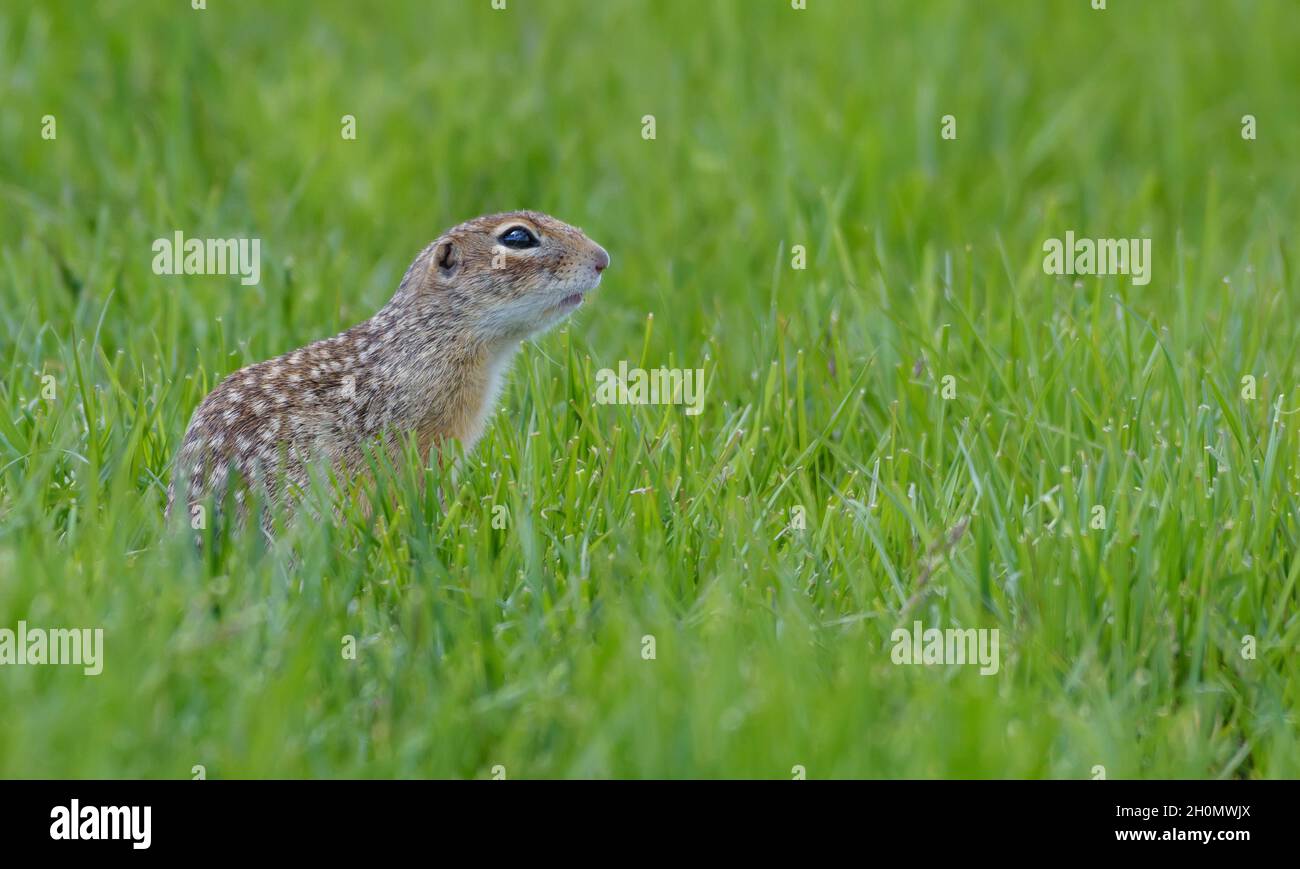 Speckled ground squirrel or spotted souslik (Spermophilus suslicus) sits at rich green grassland Stock Photo