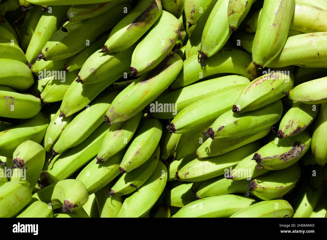 Background and texture of fruits, texture of plantains and green bananas in the surroundings of the small town of Pilcopata, Peru Stock Photo