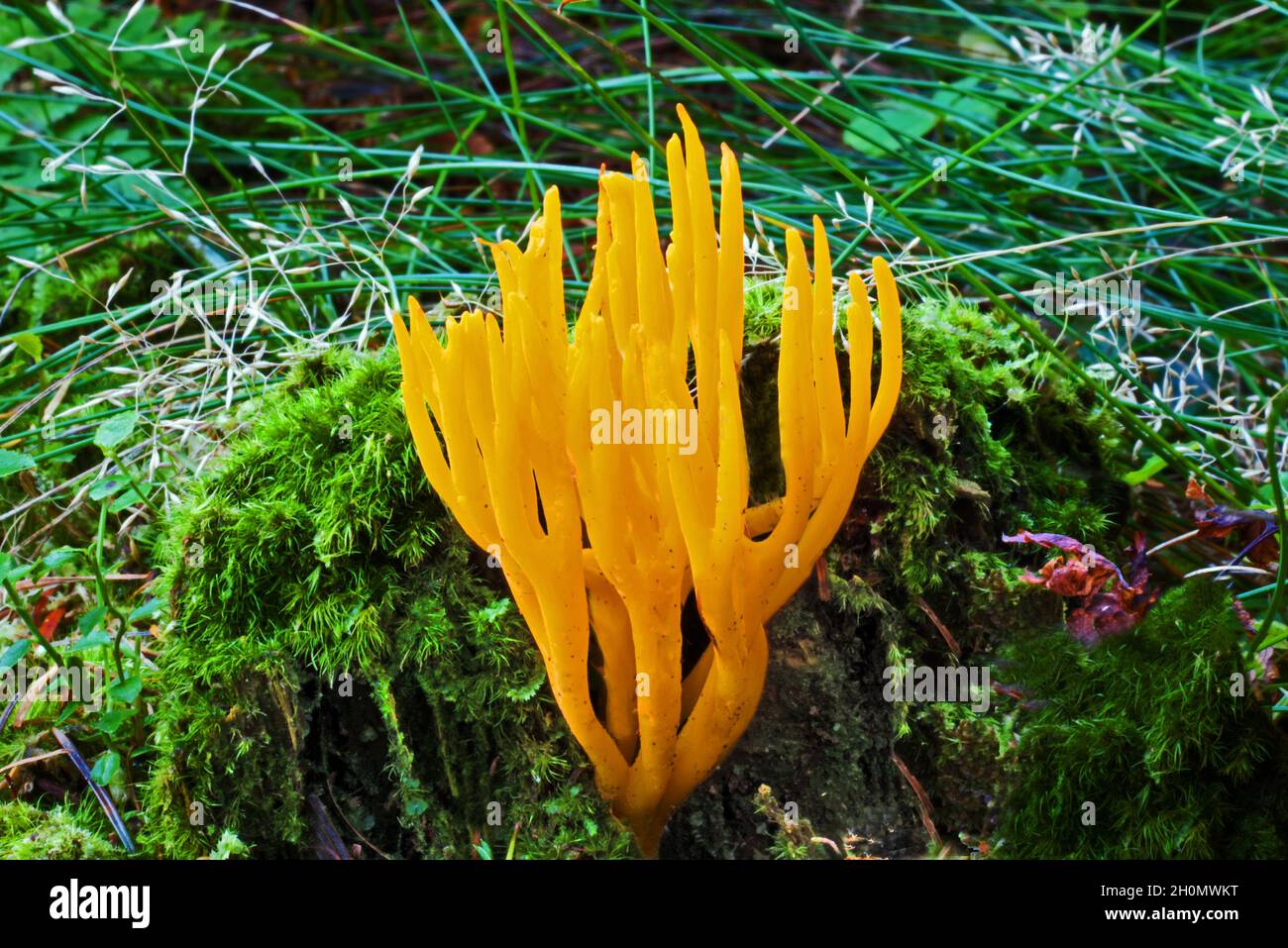 Calocera viscosa (yellow stagshorn) is a jelly fungus that can be found on  on decaying conifer wood. It is common throughout the world. Stock Photo