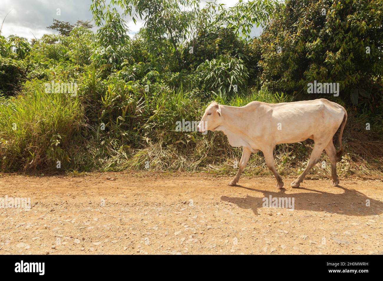 A white zebu cow walks fast along a dirt track in the surroundings of Pilcopata, Manu Stock Photo