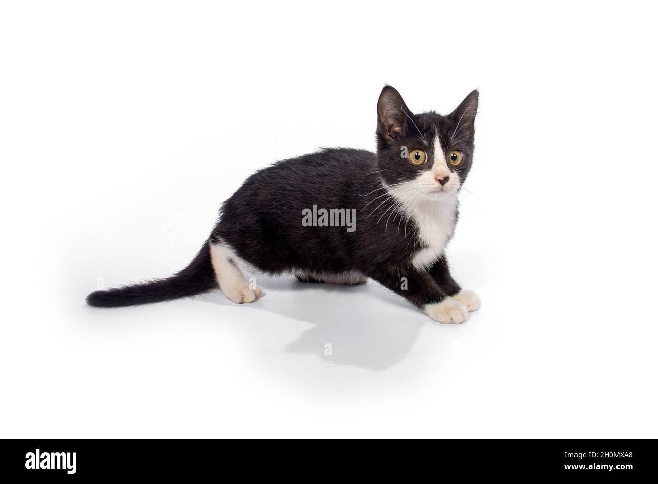 Cute cat on white background Stock Photo