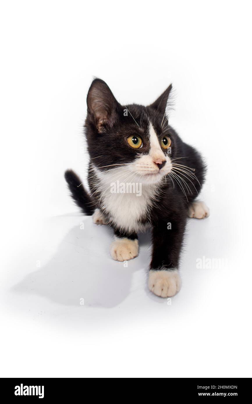 Cute cat on white background Stock Photo