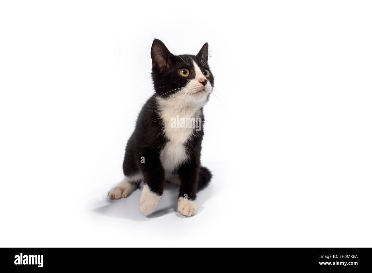 Cute cat on white background Stock Photo - Alamy