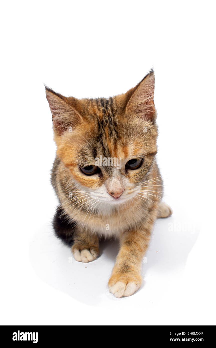 Cute cat on white background Stock Photo