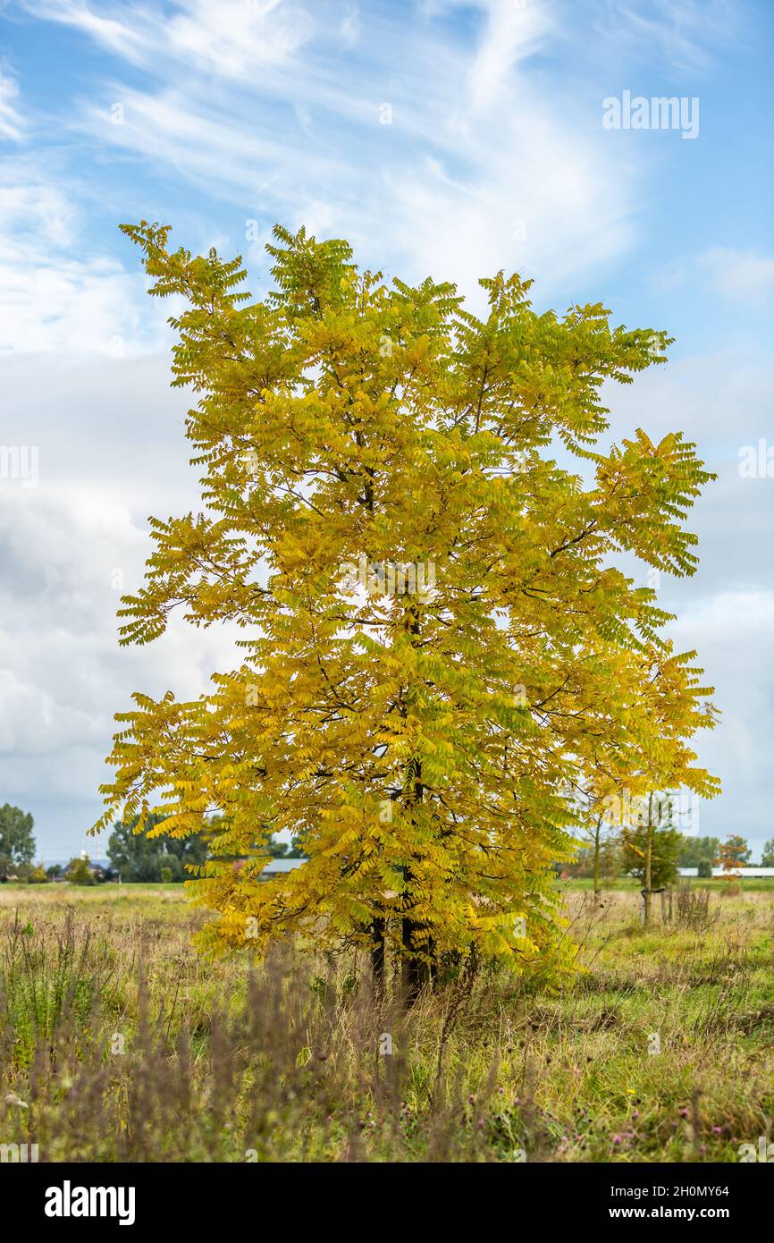 Solitary black walnut, american walnut, juglans nigra, in brilliant yellow autumn coloring in nature meadow with background of blue sky Stock Photo