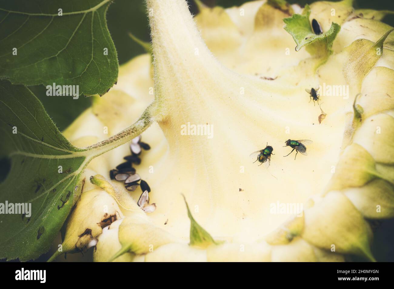 Back of a dying sunflower (Helianthus Annuus) head with seeds and