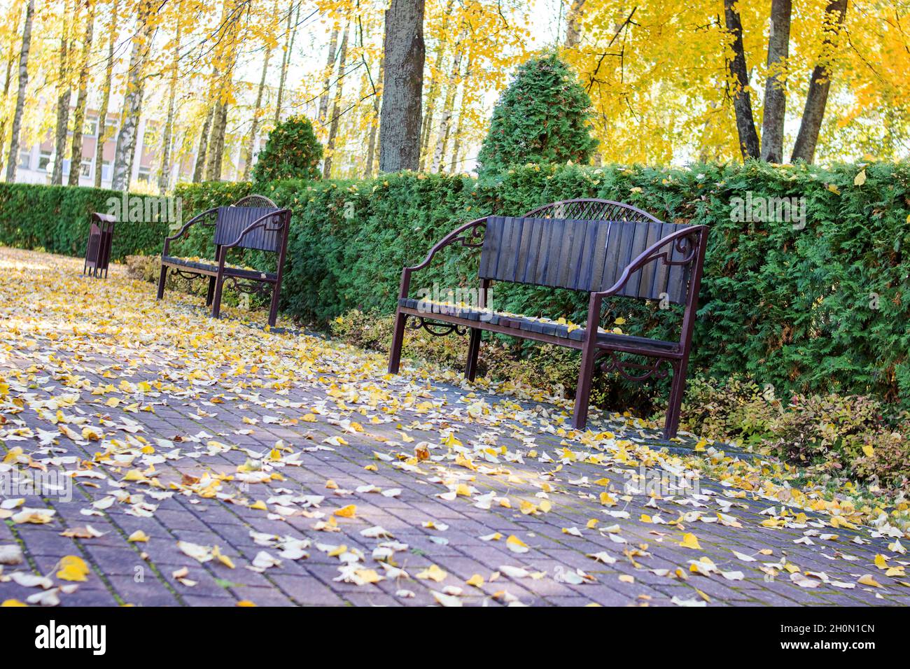 Yellow autumn leaves on a park bench close up Stock Photo - Alamy