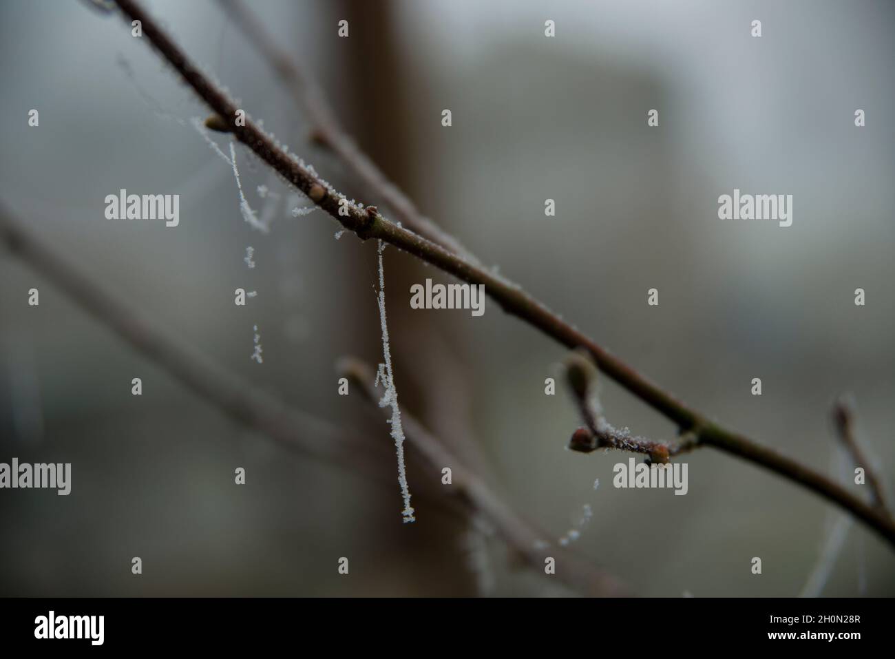 Freezing rain on a plant. Ice rain, plants, tree Stock Photo Alamy