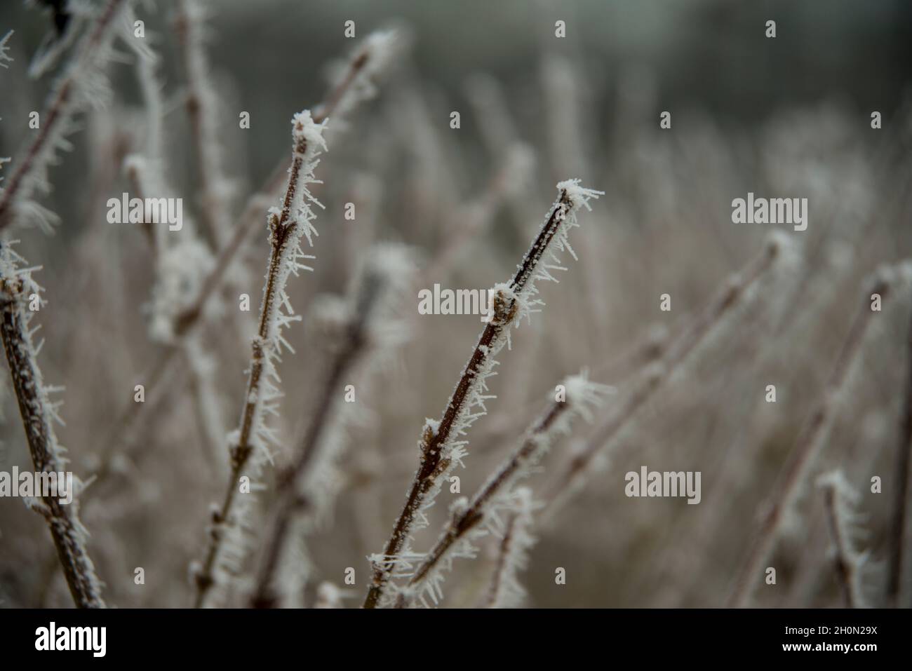 Freezing rain on a plant Stock Photo Alamy