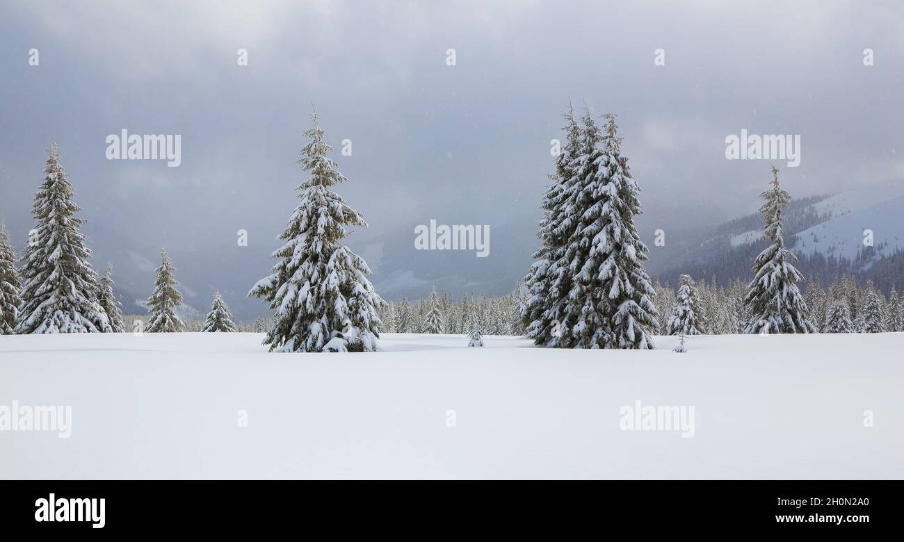 From the lawn, a panoramic view of the covered with frost trees in the snowdrifts, high mountain with snow white peaks. Beautiful landscape on the col Stock Photo