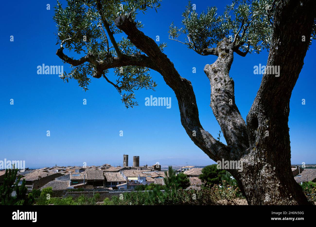 Spain, Catalonia, Urgell region, Lleida province, Verdu. General view of the village. In the foreground an olive tree. Stock Photo