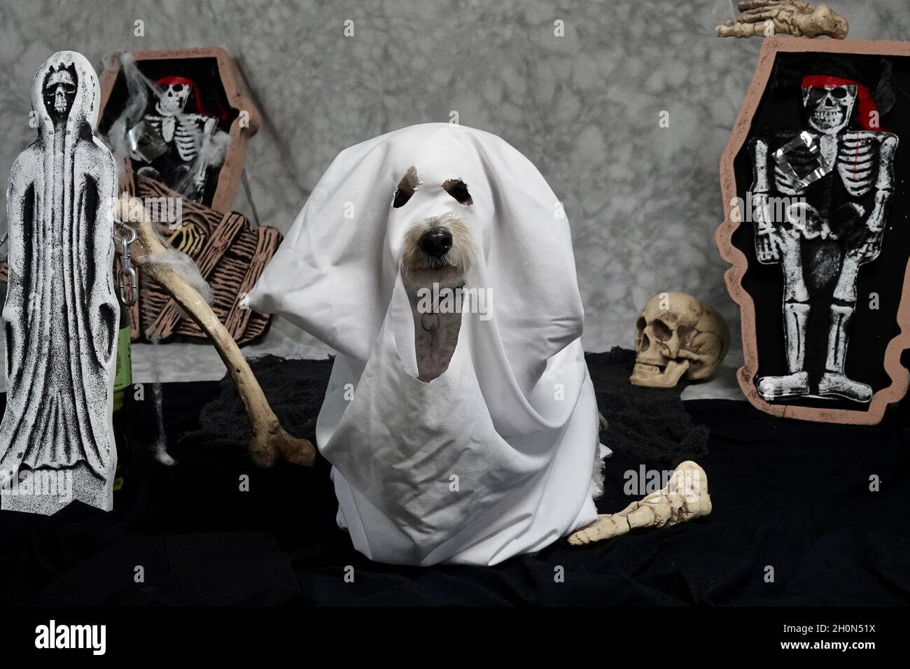 A cute dog wears a sheet with holes cut out as a ghost costume with scary props in the background for Halloween. Stock Photo