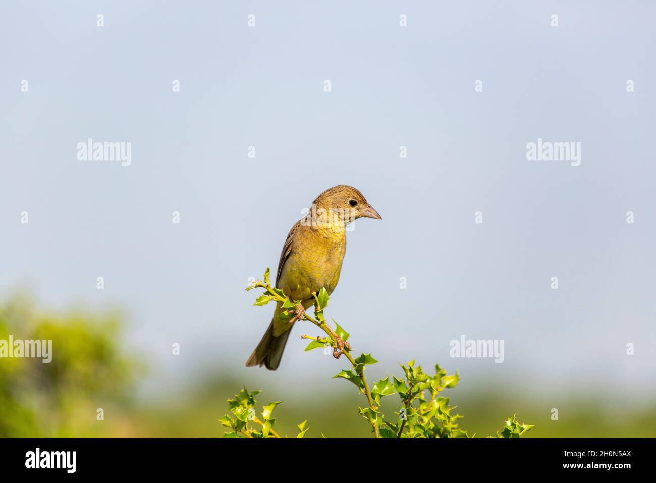Gray bunting (Emberiza cineracea) is a songbird species belonging to the bunting family (Emberizidae). Today, it is classified in the finch family by Stock Photo