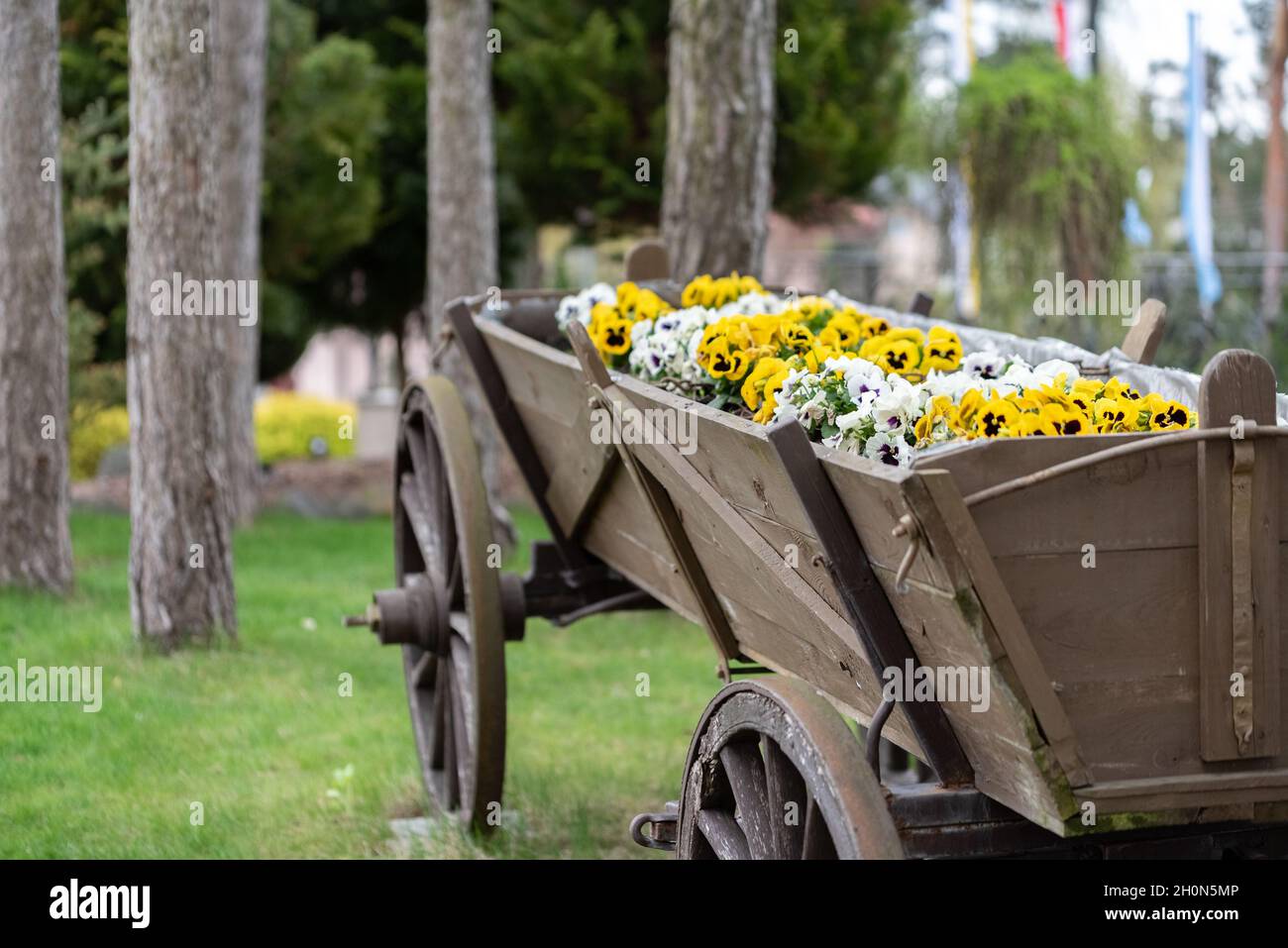 Pansies flowers, colorful plants on a wooden old cart. Lots of colorful flowers next to each other. Display of pansies. Stock Photo