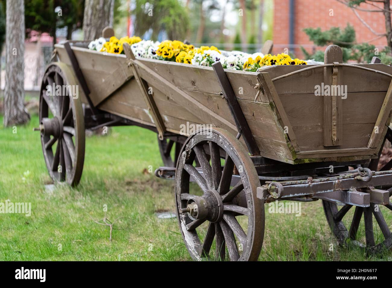 Pansies flowers, colorful plants on a wooden old cart. Lots of colorful flowers next to each other. Display of pansies. Stock Photo
