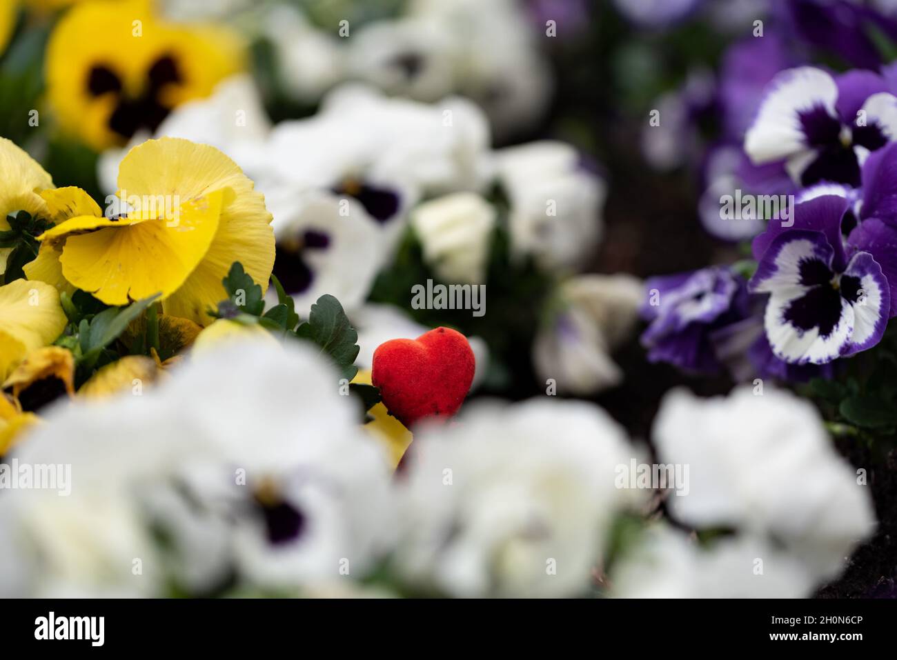 Pansies flowers, colorful plants on the bed. Lots of colorful flowers next to each other. Stock Photo