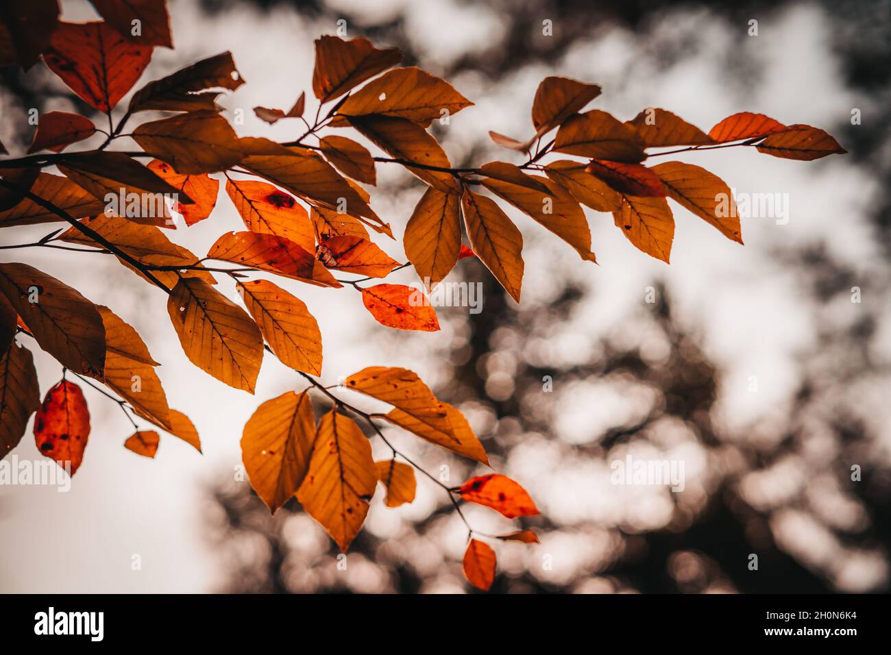 Closeup of tree branches with colorful autumn leaves in Bavarian ...
