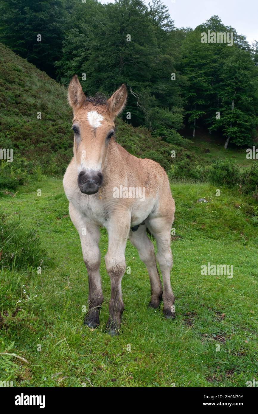 Semi-feral Basque pony from ancient breed Pottok standing on sloping Pyrenees mountain pastures France Stock Photo