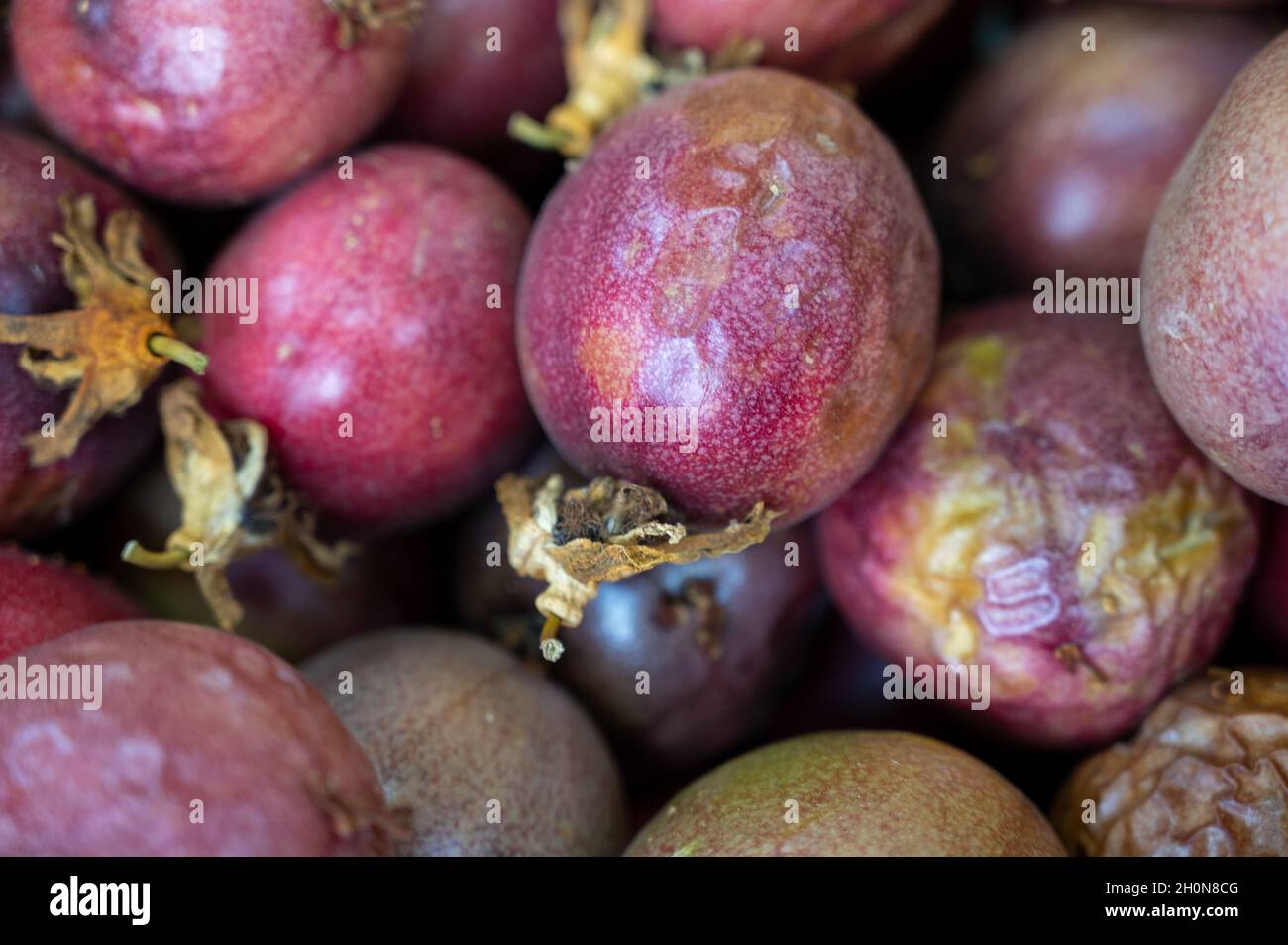 Organic exotic fruits background, harvest of sweet ripe purple maracuja  passion fruits on Cyprus Stock Photo - Alamy