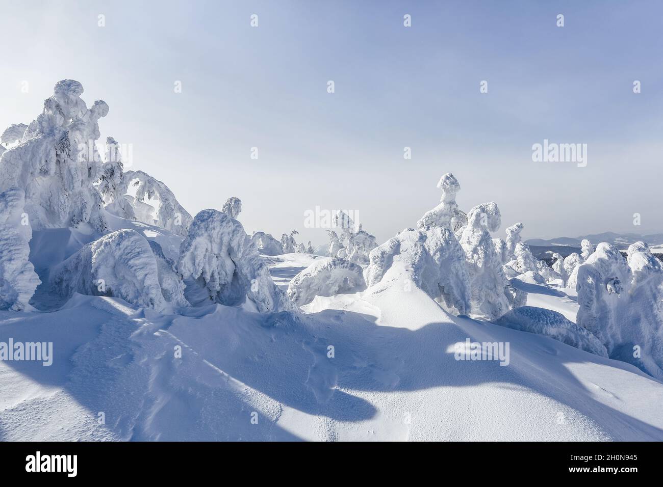 Spruce trees covered with snow standing on the meadow. Winter mountain landscape in sunny morning. Stock Photo