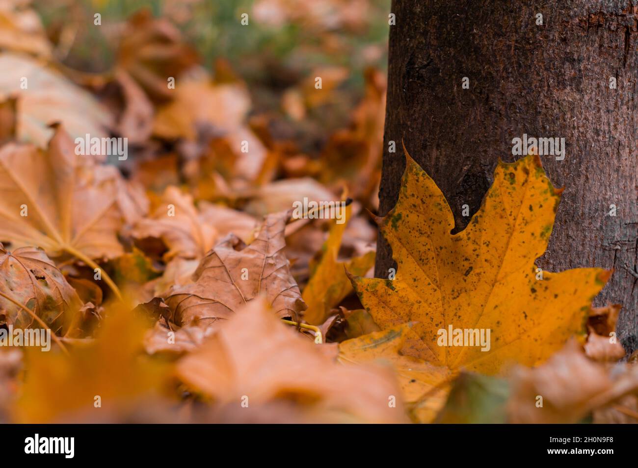 Autumn in the park Stock Photo