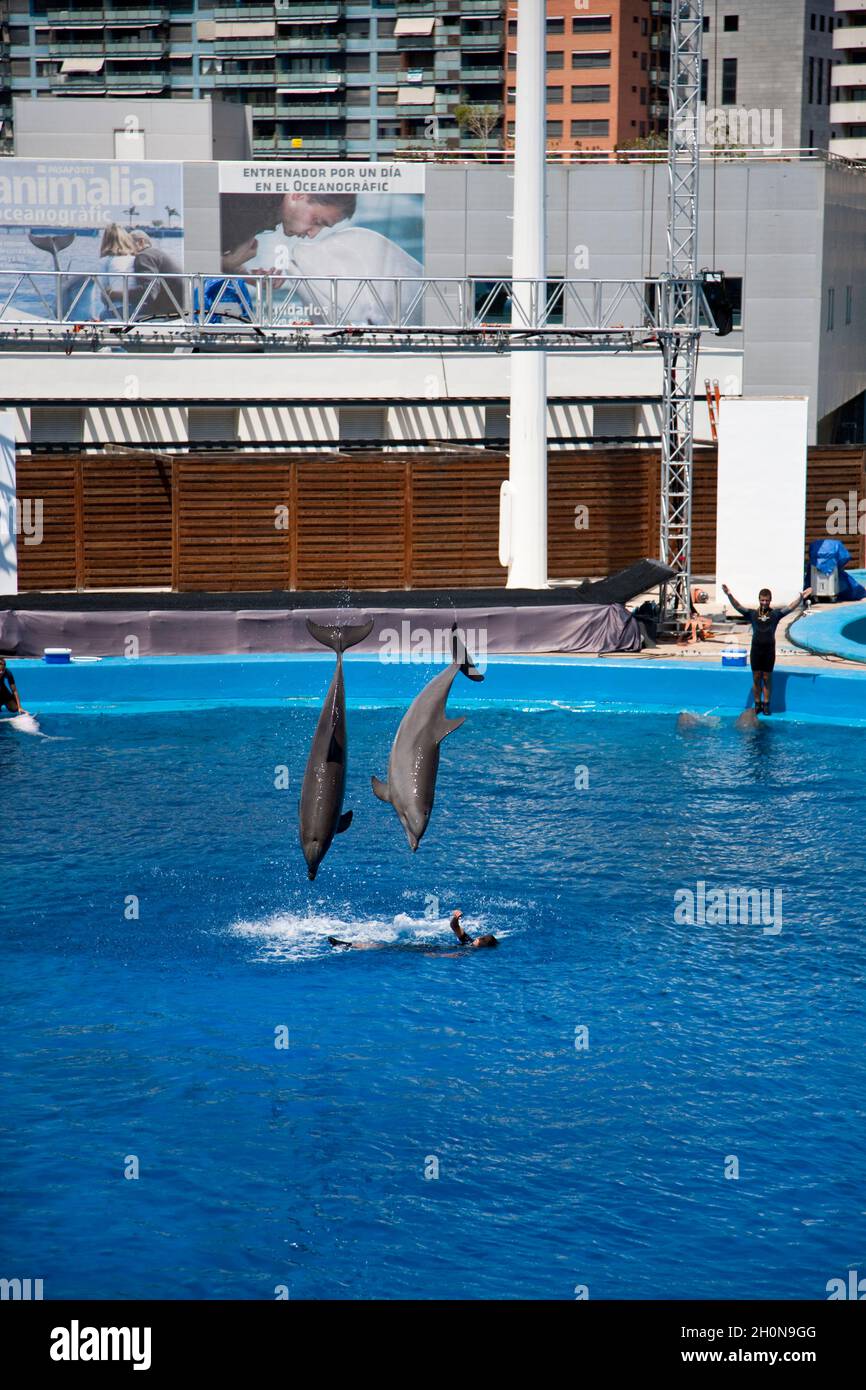 Dolphin show in an aquarium, Spain Stock Photo
