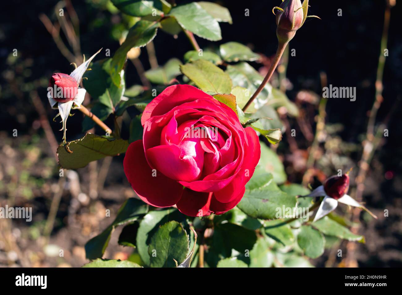 Large rose flower with thorns hi-res stock photography and images - Alamy