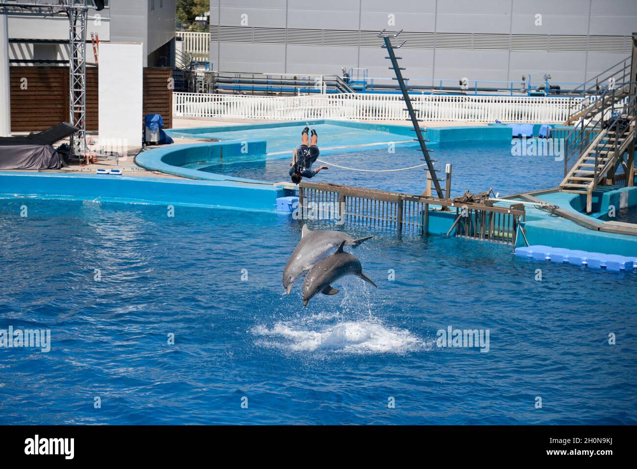 Dolphin show in an aquarium, Spain Stock Photo