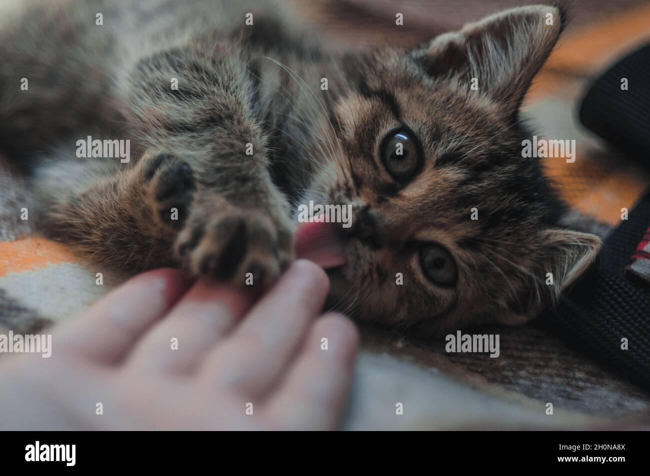 Little fluffy kitten playing with a human hand. Stock Photo