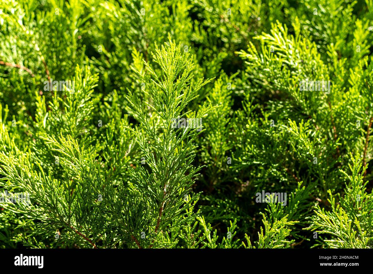 Fir tree branches background on the street Stock Photo - Alamy