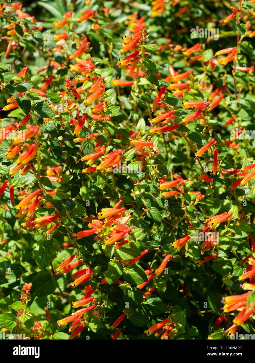 Massed display of the yellow tipped red flowers of the tender to half hardy shrubby evergreen cigar plant, Cuphea cyanea Stock Photo
