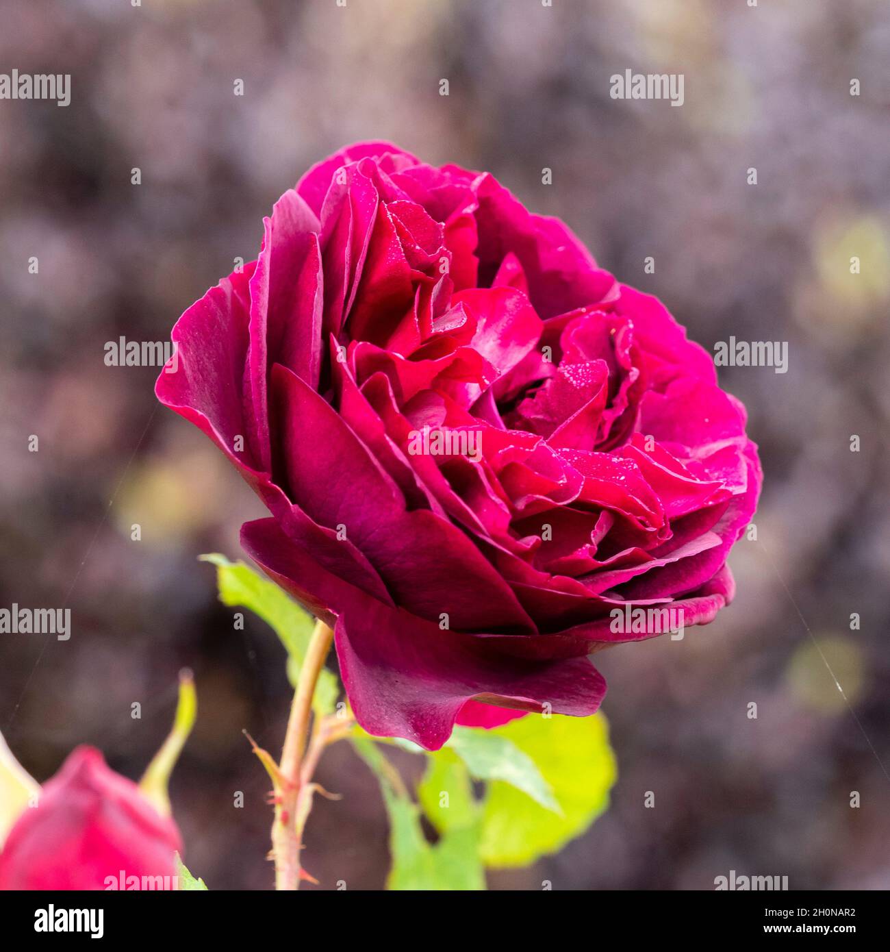 Single flower of the fragrant David Austin English shrub rose, Rose Munstead Wood' Stock Photo