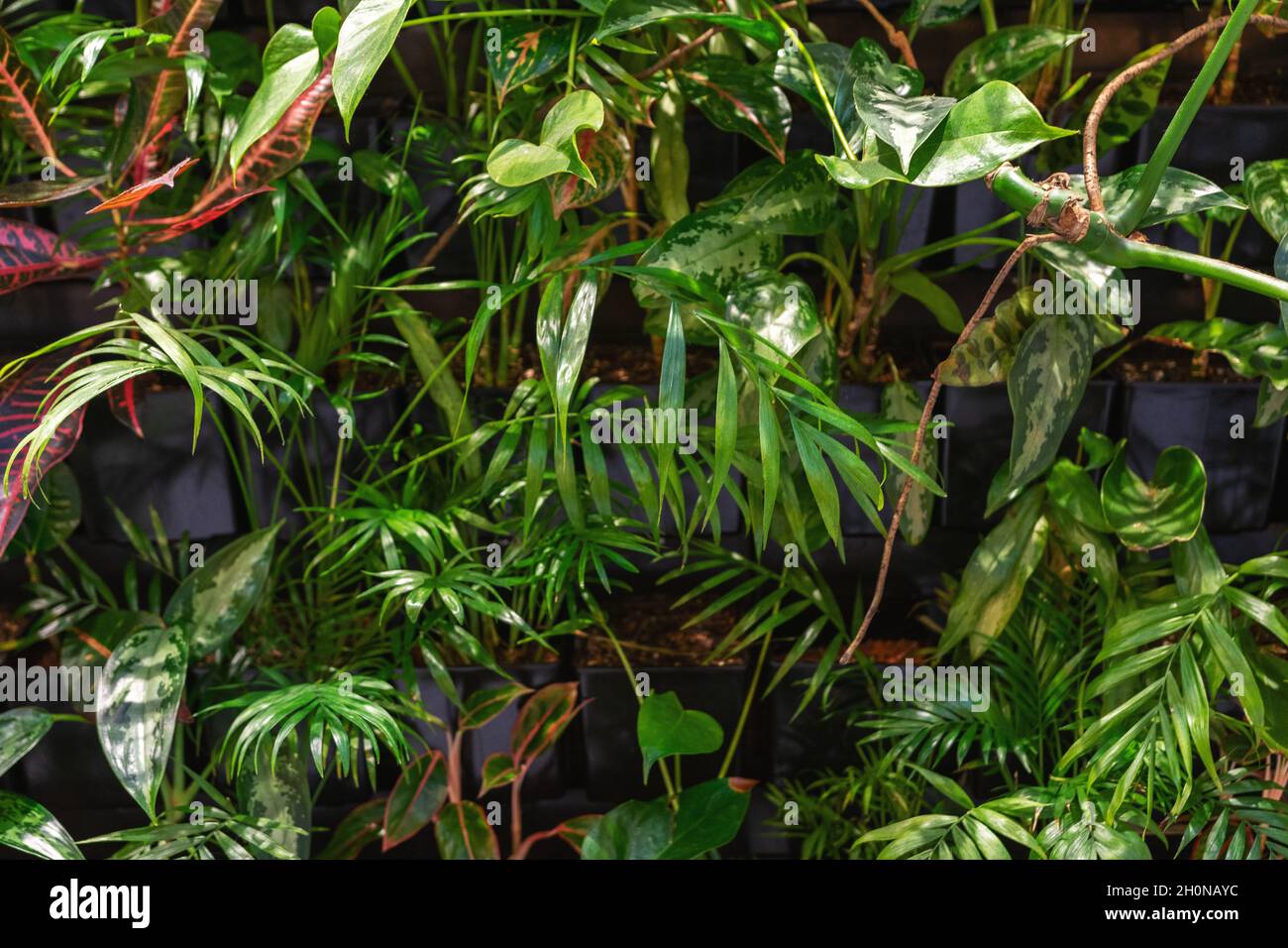 Tropical green palm leaves hi-res stock photography and images - Alamy